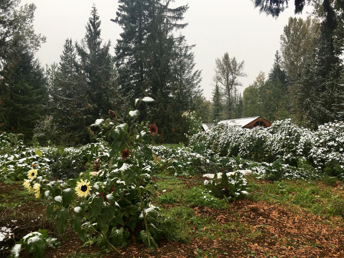Cutest Little Cabin In The Woods Moyie Springs Esterno foto